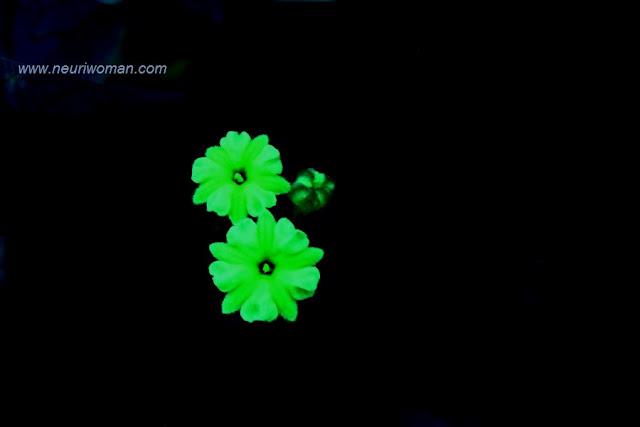 Nada es lo que parece.