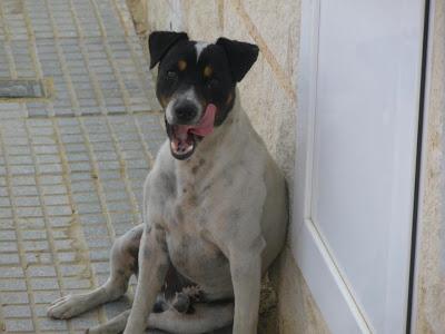 TRES ALMAS EN LA CALLE, perrita con la pata colgando y rota, bodeguero y un peluchito,. (HUELVA)
