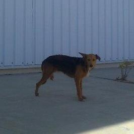 TRES ALMAS EN LA CALLE, perrita con la pata colgando y rota, bodeguero y un peluchito,. (HUELVA)