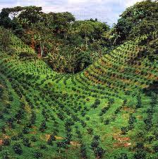 ¿un cafetito por la mañana?