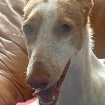 Foto: Esta preciosa podenca ibicenca tiene una lesión medular, está paralítica y no le daban muchas posibilidades pero con rehabilitación ha ido ganando mucho. No usa silla de ruedas sino arnés trasero para pasear, y tiene un plan de rehabilitación que hay que seguir para que siga recuperándose. Más tarde pondré videos pero ya subo las fotos porque URGE encontrarle adoptante o acogida ya que tiene que salir del sitio donde está en los próximos días. Está en zona centro de España pero puede viajar. Para más información: clubdekat@gmail.com