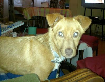 Cachorro perdido en GRANADA.‏