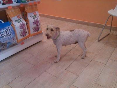 Pegy, cruce de fox terrier, maltratada... busca un hogar. (Murcia)‏