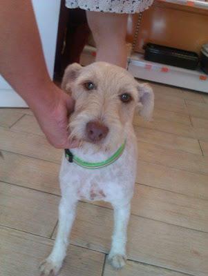 Pegy, cruce de fox terrier, maltratada... busca un hogar. (Murcia)‏