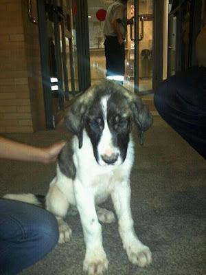 Cachorro de mastin hay q sacarlo de la perrera de Mairena!‏