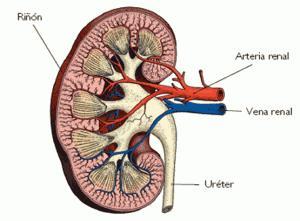 Riñon La alimentación del perro enfermo renal (La sal y la hipertensión en la nutrición)