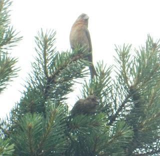 Piquituertos de nuevo