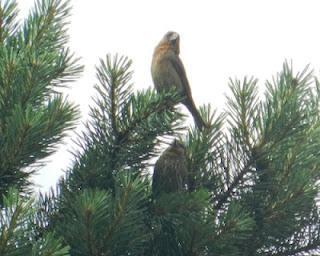 Piquituertos de nuevo