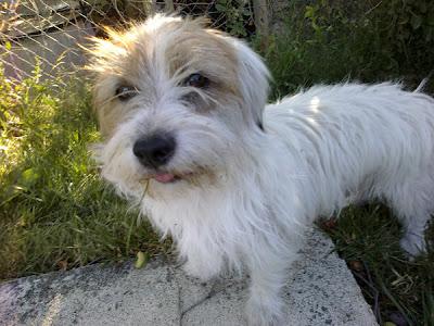 Gadget, peludete de 8 meses,otro mas abandonado en la calle, busca adopcion‏.