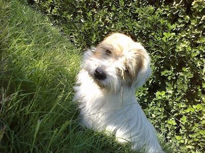 Gadget, peludete de 8 meses,otro mas abandonado en la calle, busca adopcion‏.