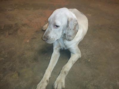 Braco de Weimar abandonado en pueblo de Cadiz‏