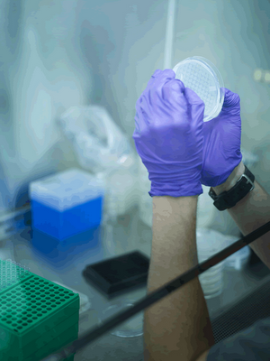 Rapamicina, Milagro en la Isla de Pascua contra el Alzheimer?