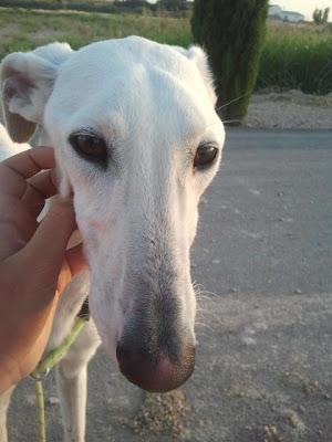 Vito, precioso galgo en adopción. (Zaragoza)