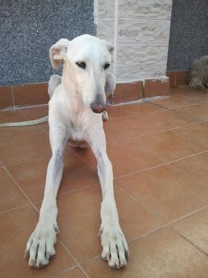 Vito, precioso galgo en adopción. (Zaragoza)