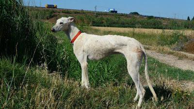 Vito, precioso galgo en adopción. (Zaragoza)