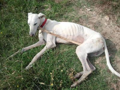 Vito, precioso galgo en adopción. (Zaragoza)