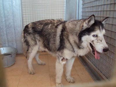 ESTE ES UN CASO DE EXTREMA URGENCIA!!..  HUSKY, abuelito de 13 años dejado en la perrera. (Madrid)