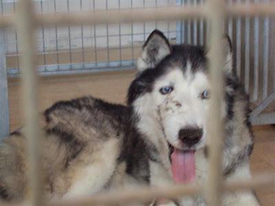 ESTE ES UN CASO DE EXTREMA URGENCIA!!..  HUSKY, abuelito de 13 años dejado en la perrera. (Madrid)