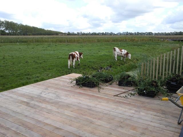 Arjen-Reas-Zoetermeer-green-fields-cows