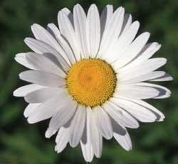 Historia de un nombre.