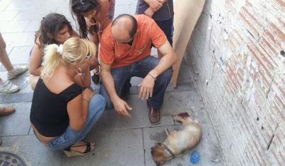 Noticia prensa Murcia. Perrita atropellada y ayudada por amantes de los animales