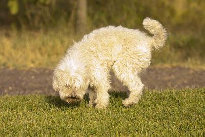 CRUCE DE BICHÓN CON CANICHE HUELVA VALVERDE ANIMAL‏.