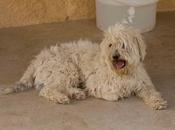 Cruce bichón caniche huelva valverde animal‏.