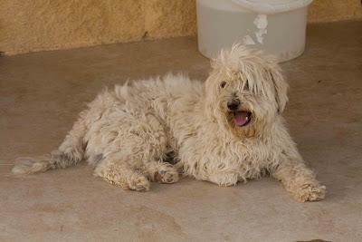 CRUCE DE BICHÓN CON CANICHE HUELVA VALVERDE ANIMAL‏.