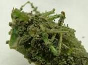 Insectos… comida para plantas