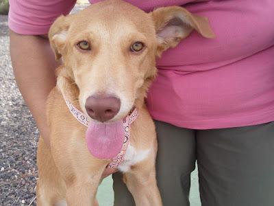 URGENTÍSIMO, ME DEVUELVEN A UNA DE LOS 7 CACHORROS DE LA PODENCA CALA‏.(MURCIA)