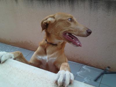 URGENTÍSIMO, ME DEVUELVEN A UNA DE LOS 7 CACHORROS DE LA PODENCA CALA‏.(MURCIA)