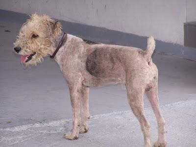 AYUDA PARA ESTE FOX TERRIER EN LA CALLE... SE QUEDA SOLO PARA EL VERANO. (MURCIA)