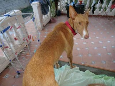 CALA, HERMOSA PODENCA, SIGUE ESPERANDO UN HOGAR‏. (MURCIA)