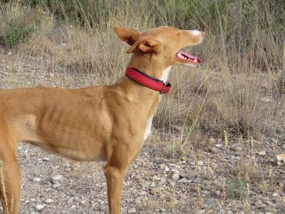 CALA, HERMOSA PODENCA, SIGUE ESPERANDO UN HOGAR‏. (MURCIA)