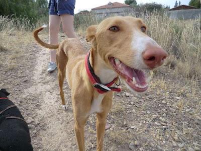 CALA, HERMOSA PODENCA, SIGUE ESPERANDO UN HOGAR‏. (MURCIA)