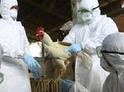 especulación alza precios huevo pollo desploma ventas: WUWM