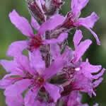 fotos planta Salicaria