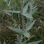 fotos planta Salicaria