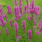 fotos planta Salicaria