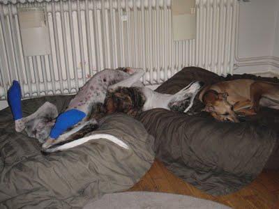 Historias de adoptad@s. Yurena y Kaena