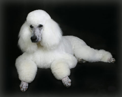 Perros French Poodle o Caniche