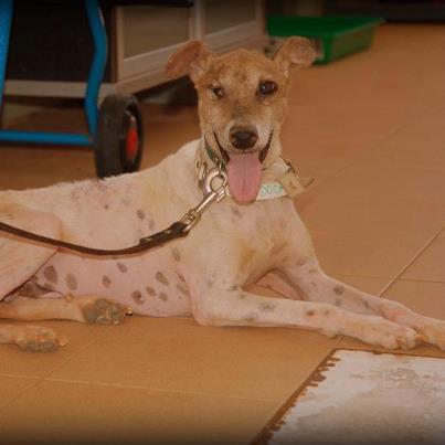 Foto: YO SOLO DIFUNDO. PARA CUALQUIER INFORMACION ESCRIBID AL CONTACTO: comunicacion@fundacionbm.com  EVENTO: https://www.facebook.com/events/175334682596269/185518961577841/  14.06.2012.- SANDOCAN SIGUE EN LA JAULA DEL REFUGIO  06.06.2012.- COPIO DEL CONTACTO: Hola, Sandocán está recuperandose con la medicación que recibe y ha puesto peso. Lo que mas nos alegra es que va ganando en confianza hacia los humanos y que está bastante mas contento. Había una acogida para él pero se ha caido. Otra mujer se ha ofrecido a acogerlo pero solo cuando probemos que tal se lleva con su otro perrito. -------------------------------------------------------------------------  Necesita adopción, para tener de una vez una vida estable y con amor.21.05.2012.- COPIO DEL CONTACTO: Está en tratamiento ya que tiene anaplasma y Erlichia. Tambien está muy deprimido pero estoy segura que eso va a cambiar pronto, en el momento que encuentre una familia que le haga sentirse querido.  copio: Tiene Anaplasma, Erlichia y Leishmania....Su ojo no es recuperable y de algún golpe le faltan los dientes superiores..... Para cualquier donativo , que por pequeño que sea , siempre ayuda para los tratamientos. El num de Cuenta es 2038 9897106000079077 BANKIA  Colabora en la recuperación de Sandocan siendo casa de acogida, adoptándolo o haciendo una mínima aportación. Este pequeño, de apenas dos años, llegó al centro de Recuperación de Galgos de la FBM hace escasos días,rescatado gracias a Dios, por un Auxiliar de la Fundación, que lo capturó en un estado lamentable de salud y con un aspecto desgarrador. Pese a que apenas tiene dos años, apareció casi sin dientes de las posibles palizas que ha podido recibir. Al examinarle los veteriarios del centro han observado que un ojo lo tiene totalmente perdido, posiblemente debido a las quemaduras que le han provocado al rociarlo con ácido. Apareció en un estado de desnutrición exagerado y minado de garrapatas y chinchorros.  PARA APORTACIONES: http://www.fundacionbm.com/index.php/es/ayudanos/aportaciones  CONTACTO: comunicacion@fundacionbm.com