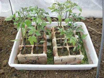 TOMATE MARMANDE CUARENTENO TOMATE MARMANDE CUARENTENO