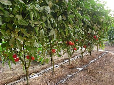 TOMATE MARMANDE CUARENTENO TOMATE MARMANDE CUARENTENO