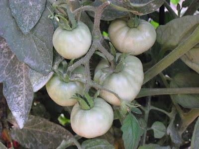 TOMATE MARMANDE CUARENTENO TOMATE MARMANDE CUARENTENO