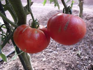 TOMATE MARMANDE CUARENTENO