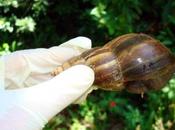 Alarma Venezuela brote Caracoles africanos