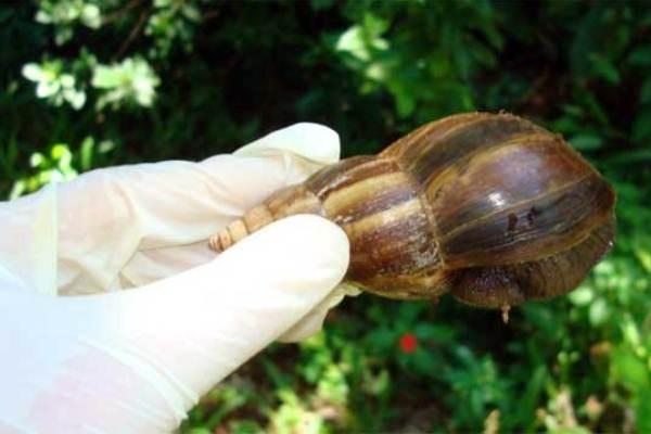 Alarma en Venezuela por el brote de Caracoles africanos