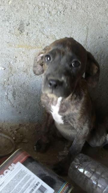 Dana, cachorrita tres meses abandonada pueblo. (Sevilla)