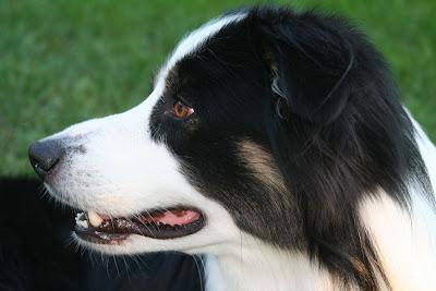 ¿Usas un cuaderno para adiestrar a tu perro?